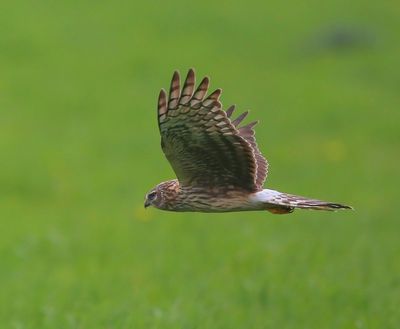Blauwe Kiekendief - Hen Harrier