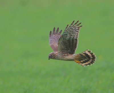 Blauwe Kiekendief - Hen Harrier