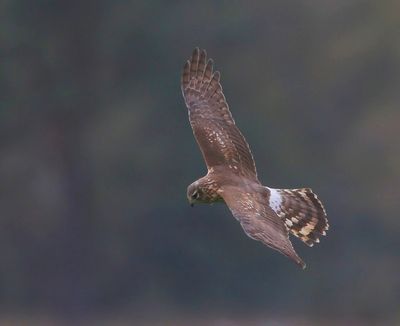 Blauwe Kiekendief - Hen Harrier