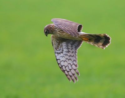 Blauwe Kiekendief - Hen Harrier