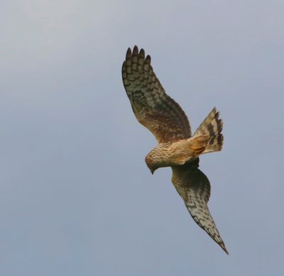 Blauwe Kiekendief - Hen Harrier