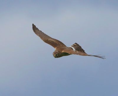 Blauwe Kiekendief - Hen Harrier