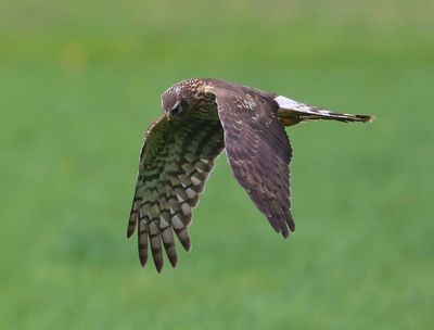 Blauwe Kiekendief - Hen Harrier