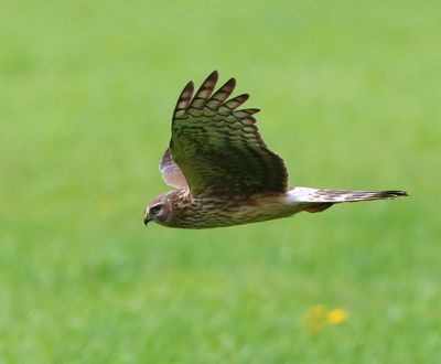 Blauwe Kiekendief - Hen Harrier