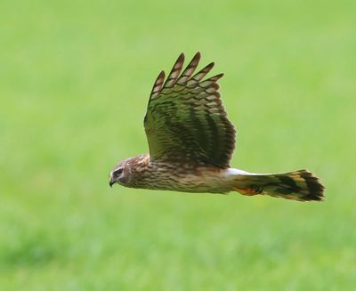 Blauwe Kiekendief - Hen Harrier