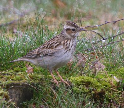 Boomleeuwerik - Wood Lark