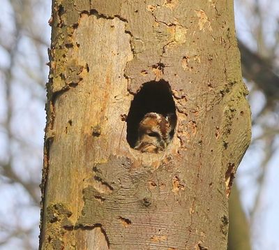 Bosuil - Tawny Owl