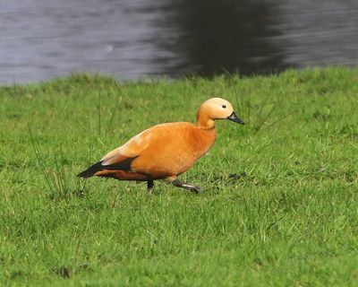 Casarca - Ruddy Shelduck