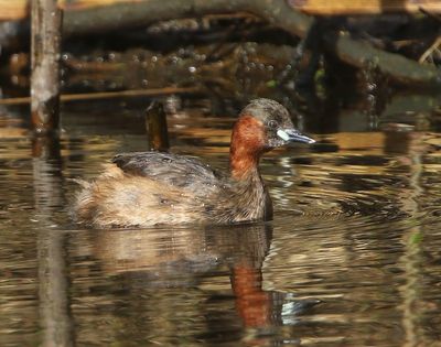Dodaars - Little Grebe