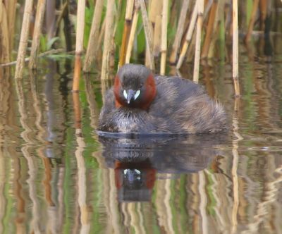 Dodaars - Little Grebe