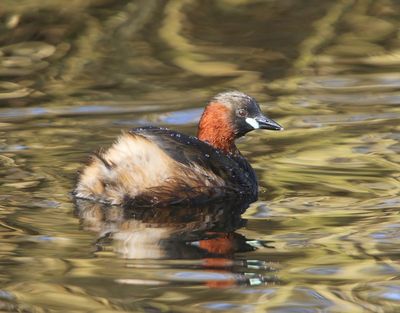 Dodaars - Little Grebe
