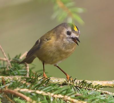 Goudhaan - Goldcrest