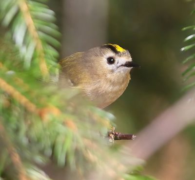 Goudhaan - Goldcrest