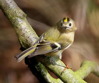 Goudhaan - Goldcrest