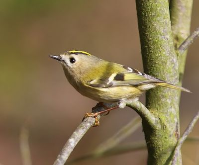 Goudhaan - Goldcrest
