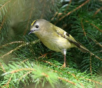 Goudhaan - Goldcrest