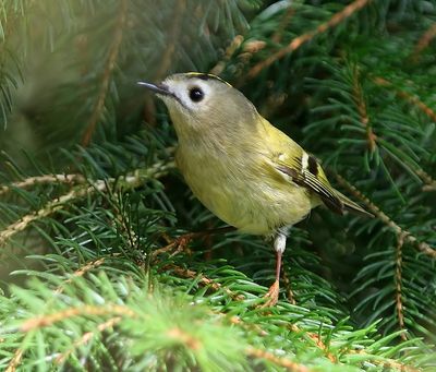 Goudhaan - Goldcrest