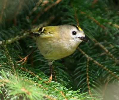 Goudhaan - Goldcrest
