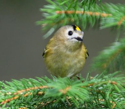 Goudhaan - Goldcrest