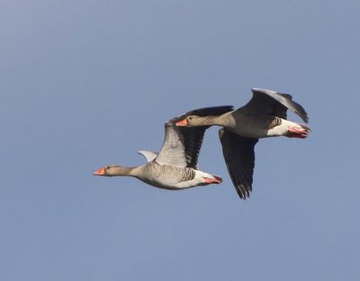 Grauwe Ganzen - Greylag Geese