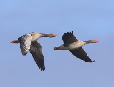 Grauwe Ganzen - Greylag Geese