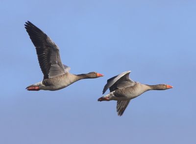 Grauwe Ganzen - Greylag Geese