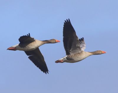 Grauwe Ganzen - Greylag Geese