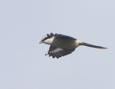 Klapekster - Great Grey Shrike