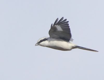 Klapekster - Great Grey Shrike