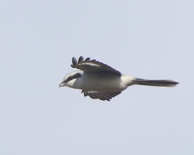 Klapekster - Great Grey Shrike