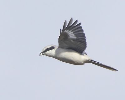 Klapekster - Great Grey Shrike