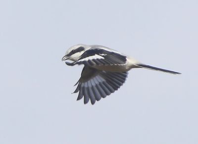 Klapekster - Great Grey Shrike