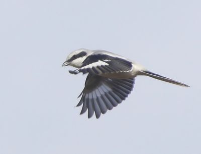 Klapekster - Great Grey Shrike