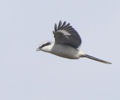 Klapekster - Great Grey Shrike