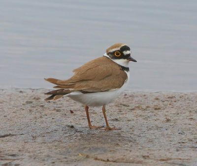 Kleine Plevier - Little Ringed Plover