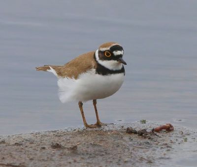 Kleine Plevier - Little Ringed Plover