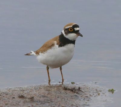 Kleine Plevier - Little Ringed Plover