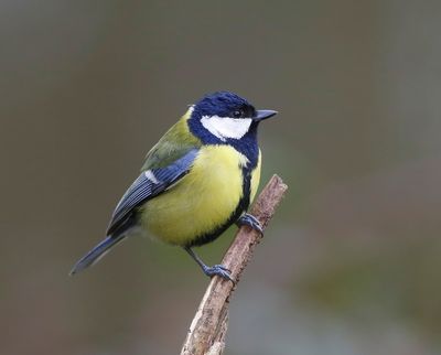 Koolmees - Great Tit