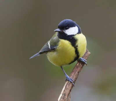 Koolmees - Great Tit