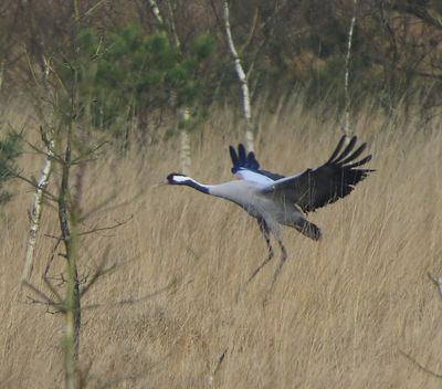 Kraanvogel - Common Crane