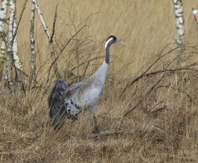 Kraanvogel - Common Crane