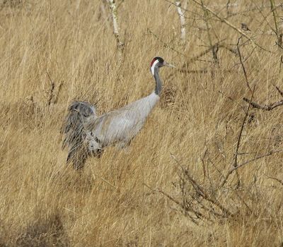 Kraanvogel - Common Crane