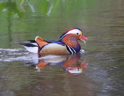 Mandarijneend - Mandarin Duck