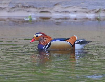 Mandarijneend - Mandarin Duck