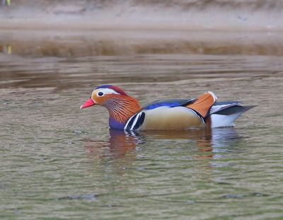 Mandarijneend - Mandarin Duck