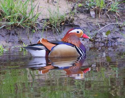 Mandarijneend - Mandarin Duck