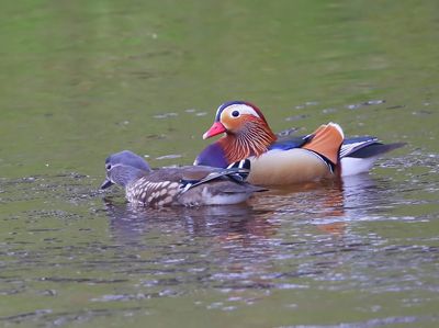 Mandarijneenden - Mandarin Ducks