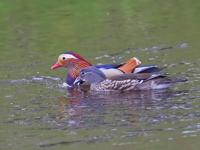 Mandarijneenden - Mandarin Ducks