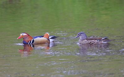 Mandarijneenden - Mandarin Ducks