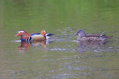 Mandarijneenden - Mandarin Ducks